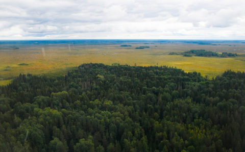 В Тверской области станет больше лесов