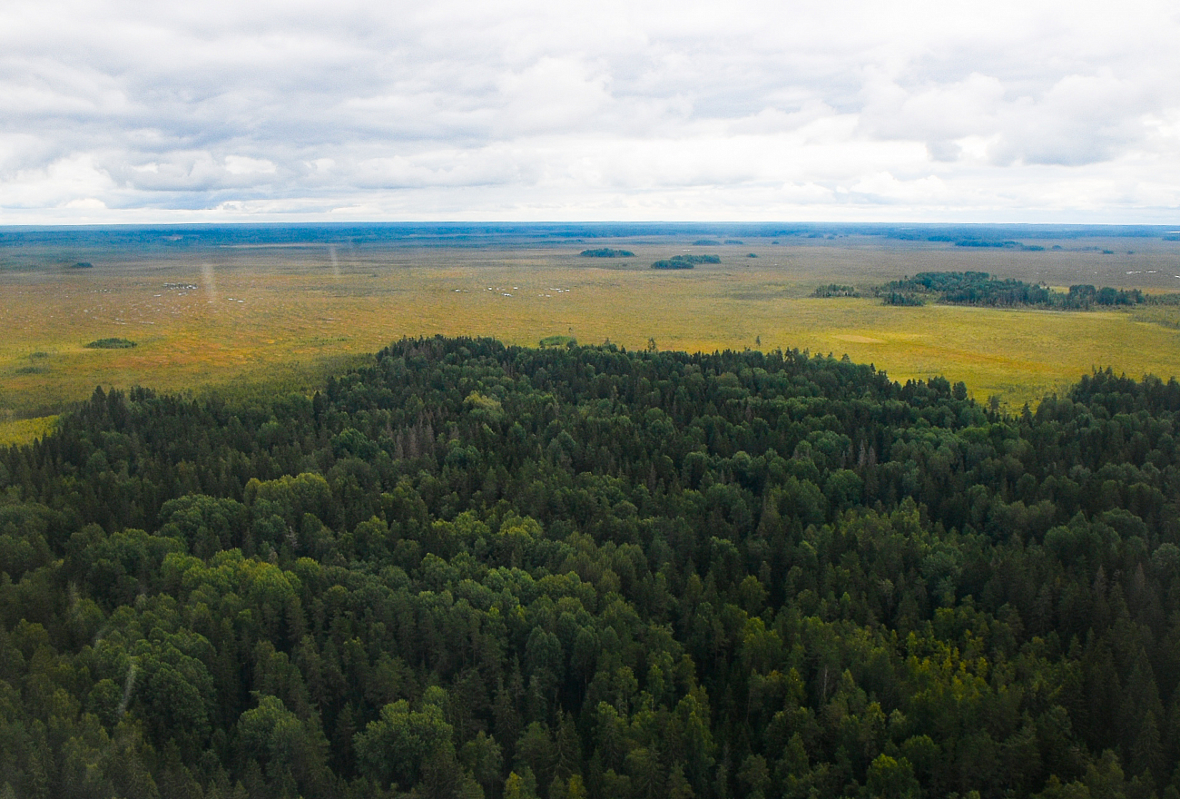 В Тверской области станет больше лесов
