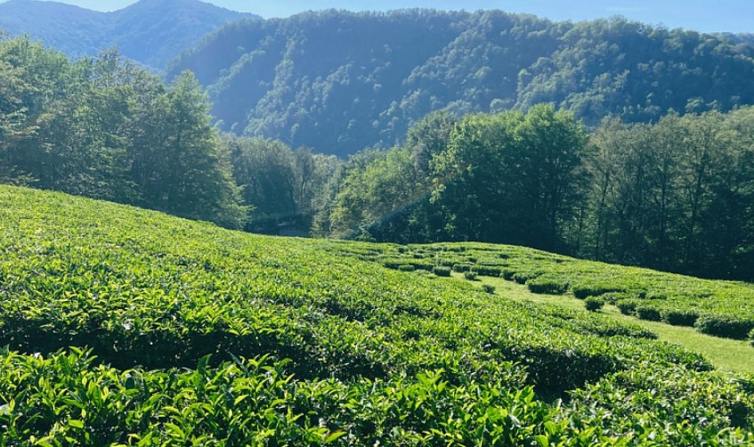 В Сочи создадут историческую карту чайных плантаций