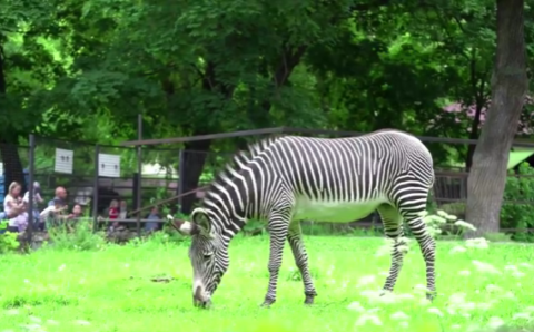 «Молодые и абсолютно здоровые»: две зебры из Чехии приехали в Московский зоопарк