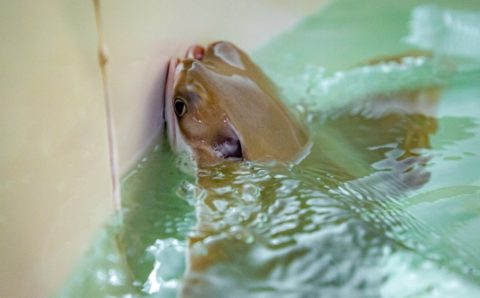 Улыбающийся скат впервые родился в «Москвариуме»