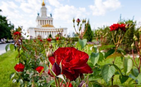 Собянин пообещал украсить Москву миллионами цветов