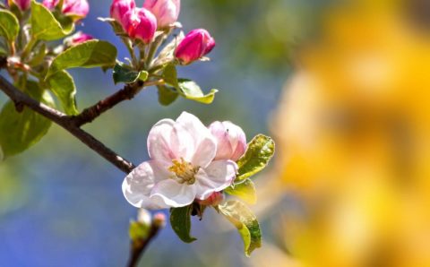 Маленькие жители Кургана заботятся о посаженных деревьях