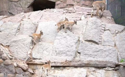 Семеро козлят: в Московском зоопарке подрастают детеныши дагестанского тура