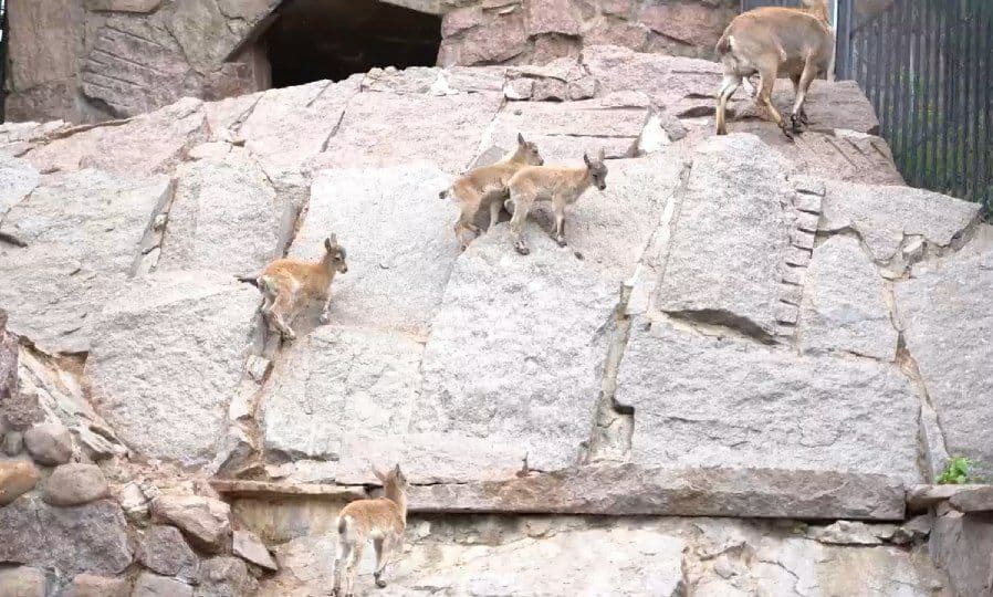 Семеро козлят: в Московском зоопарке подрастают детеныши дагестанского тура