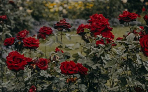 Новосибирск утонет в розах