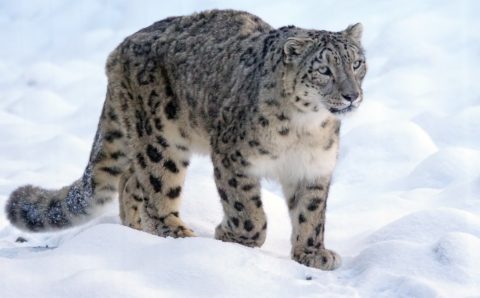 Снежный барс в Алтайском заповеднике чуть не проглотил скрытую камеру