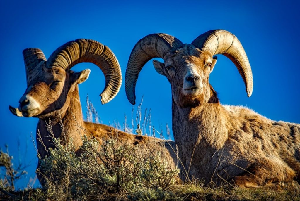 В Калужской области выявили вспышку инфекционного эпидидимита баранов