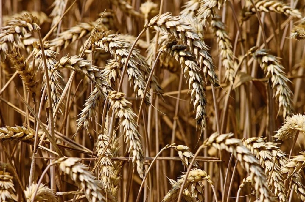 Запорожская область готовится экспортировать крупную партию зерна
