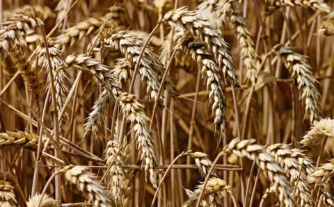Запорожская область готовится экспортировать крупную партию зерна