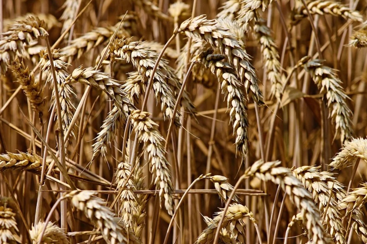 Алтайская компания представит самую большую зерносушилку