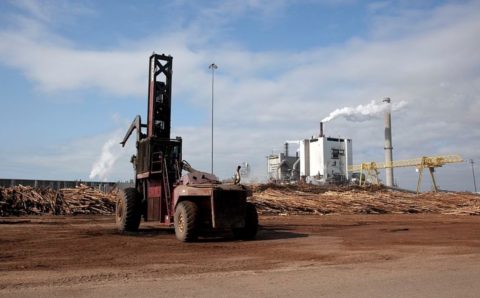 Первый за 40 лет целлюлозно-бумажный комбинат в России построят в Карелии