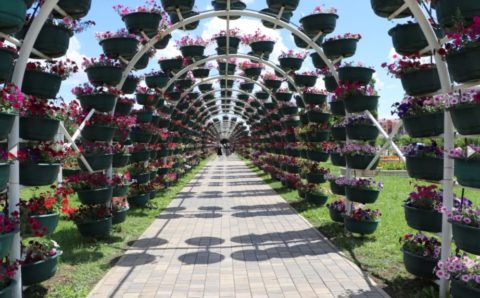 В самом сердце Чеченской Республики расцвел цветочный парк