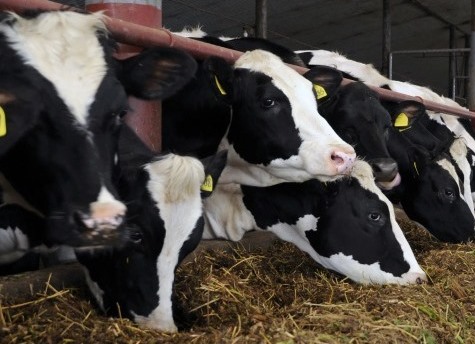 Новую молочно-товарную ферму построят в Иркутской области