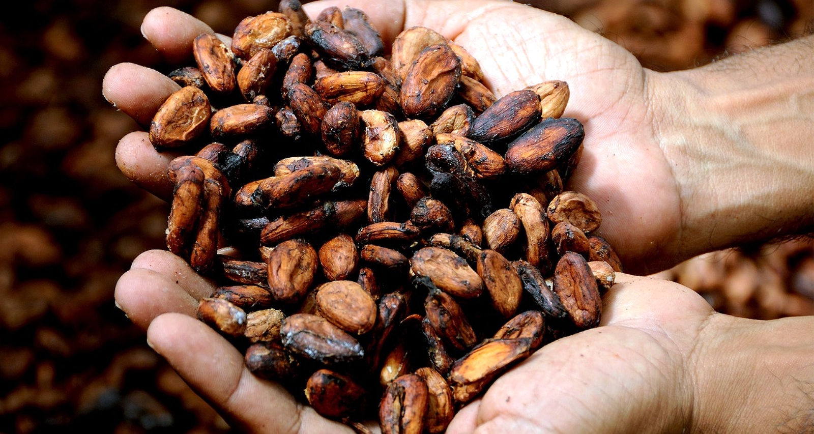 Откуда растут корни современного шоколада и какао?