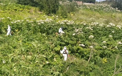 В Ленинградской области борются с борщевиком