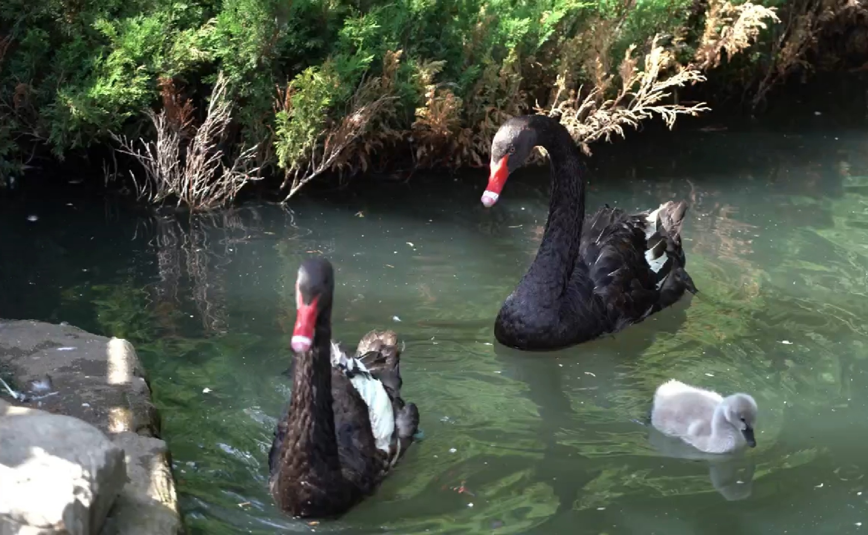В Московском зоопарке прибавление: у черных лебедей появился птенец