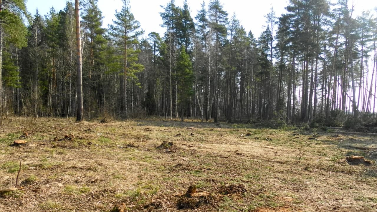 В лесах Московской области сократилось число пожаров