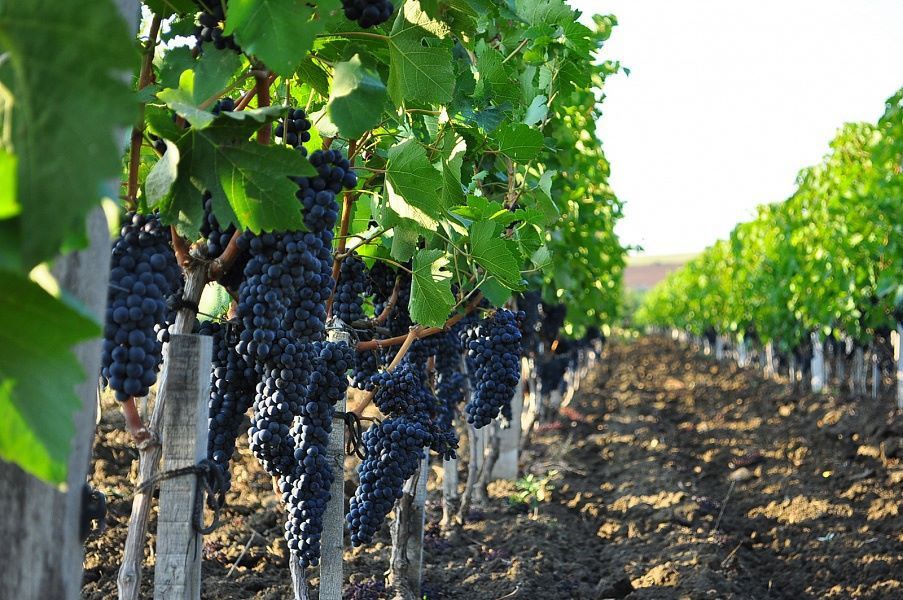 На Кубани в августе начнется уборка винограда