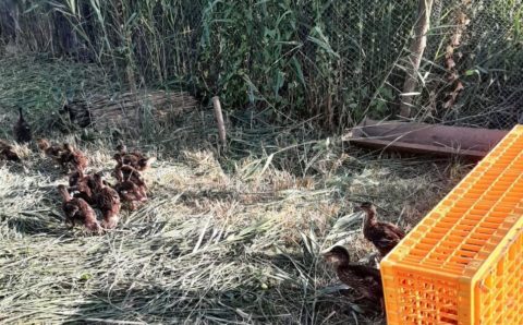 В Ростовской области в естественную среду выпустили 833 утки