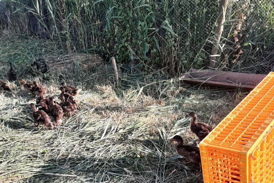В Ростовской области в естественную среду выпустили 833 утки