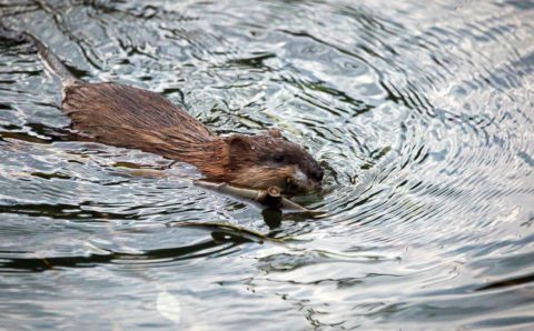 На берегах рек Сетуни и Яузы заметили ондатр