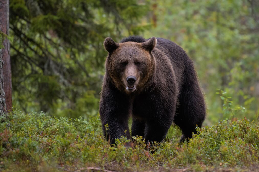 Сезон охоты на кабана и медведя начался в Вологодской области