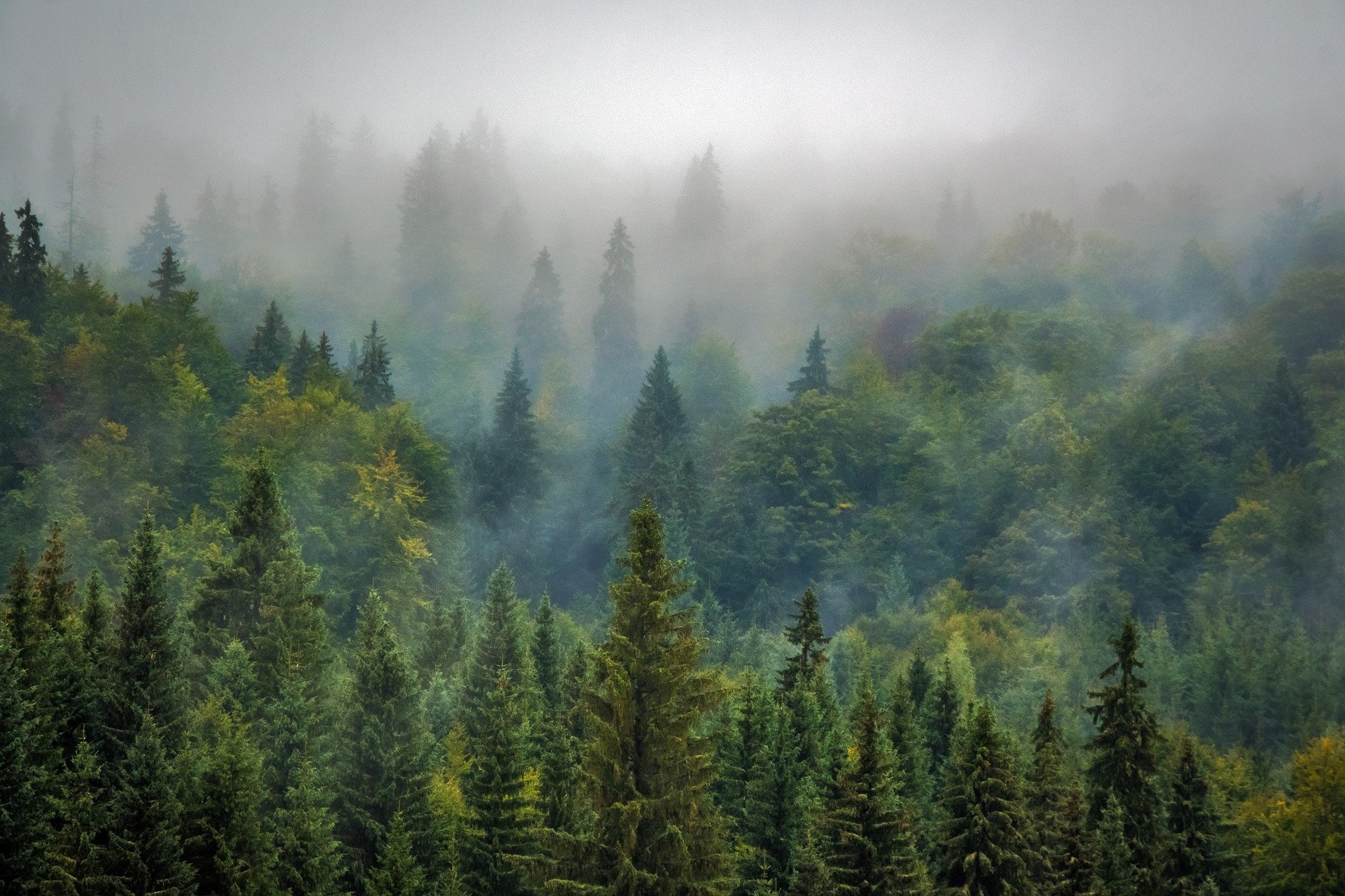 лес в тумане фото