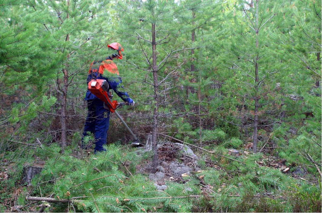 В Тамбовской области ведутся работы по цифровизации лесного хозяйства