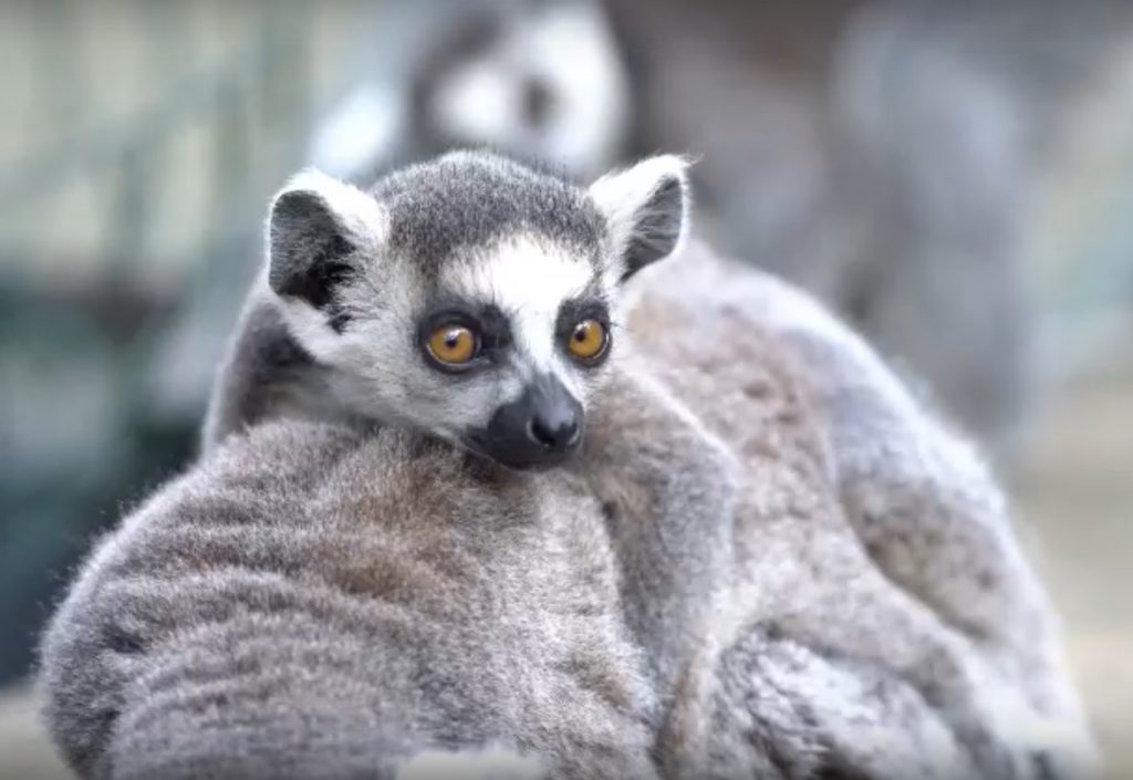 В Московском зоопарке появился на свет детеныш кошачьего лемура