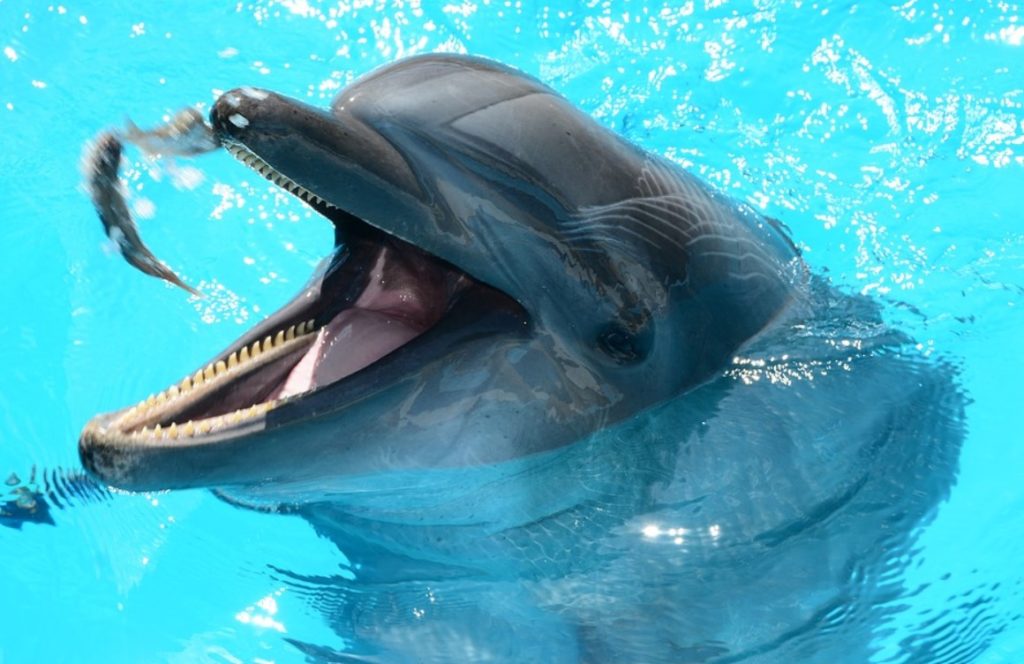 Знаменитый севастопольский дельфинарий пустят под снос