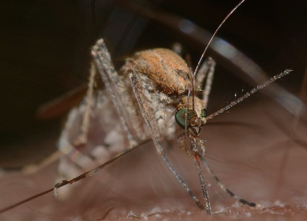 Крымский полуостров ведет войну с нашествием комаров