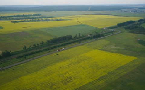 Иркутские сельхозпредприятия расширили ассортимент масличных культур