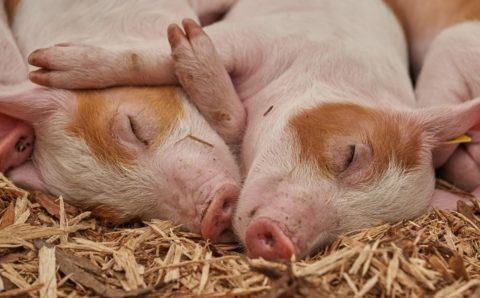 В холдинге «Мираторг» под Белгородом выявили африканскую чуму свиней