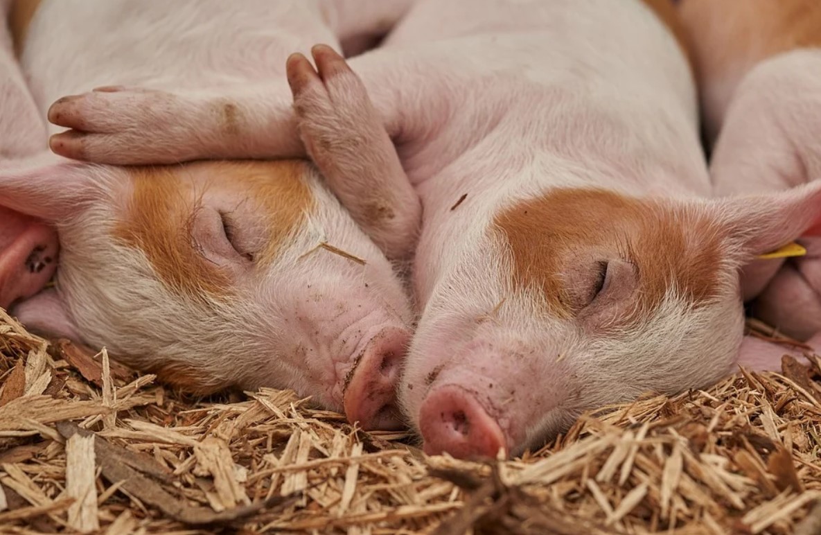 На предприятии Северодвинска выявили очаг африканской чумы свиней