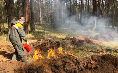 Новые минерализованные полосы появились в Ярославской области