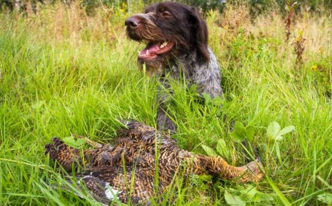 В Ярославской области началась охота на боровую дичь