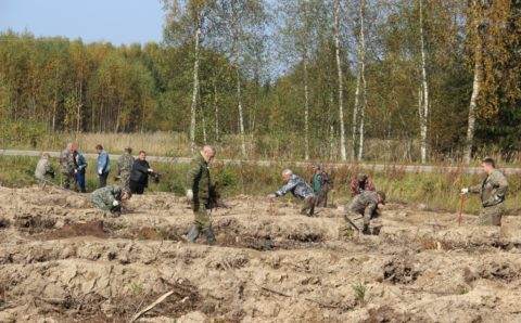 В Ярославской области активисты посадят более 90 тысяч деревьев
