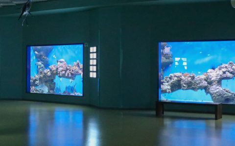 Гостям «Москвариума» пообещали квесты, мастер-классы и розыгрыши подарков