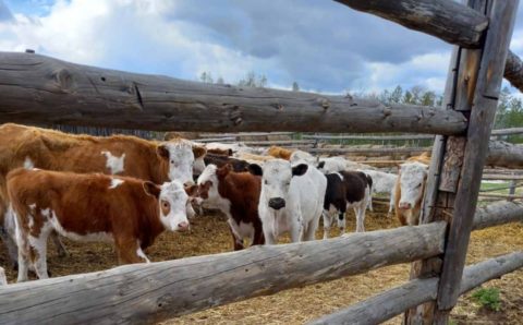 Карантин по листериозу в Карымском районе Забайкалья отменят к концу лета