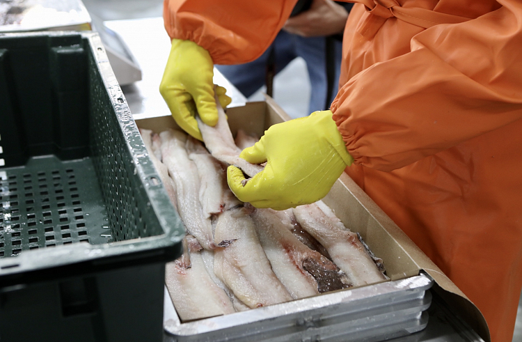Приморские компании начали экспортировать в Африку рыбную продукцию