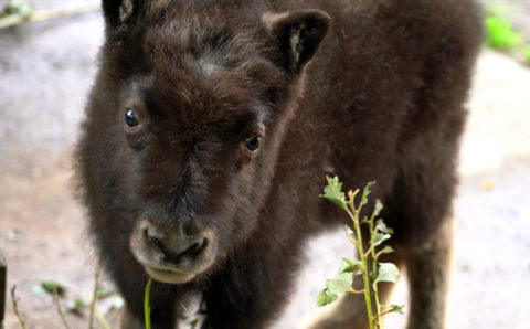 Теленок овцебыка появился на свет в Московском зоопарке