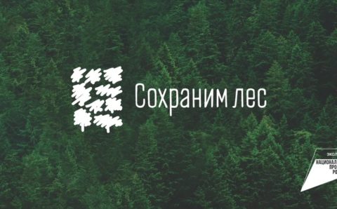 Мурманская область примет участие во Всероссийской акции «Сохраним лес»