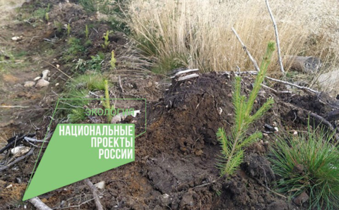 Икусственное лесовосстановление началось в Ленинградской области