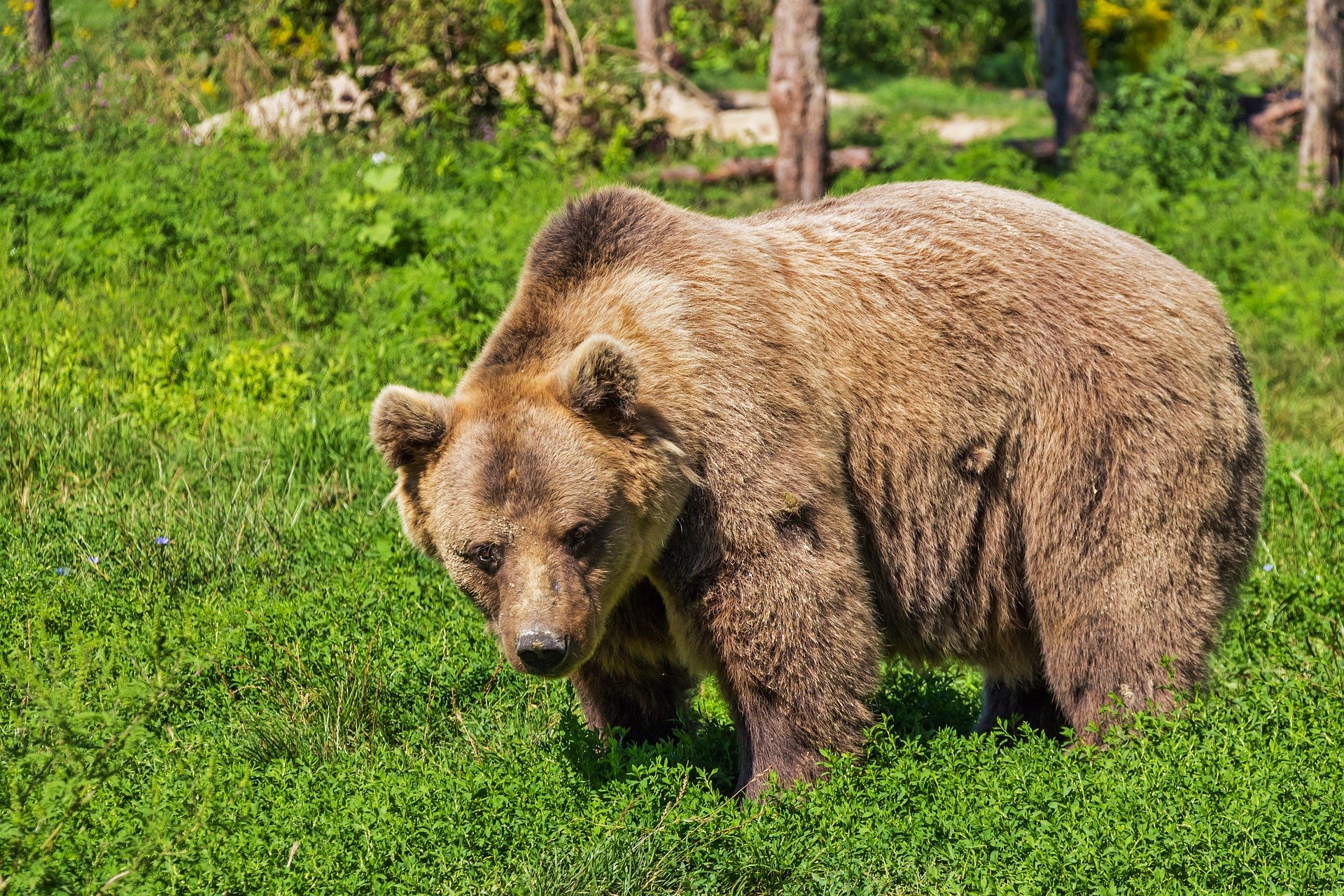 В Красноярском природном парке «Ергаки» ликвидируют медведей