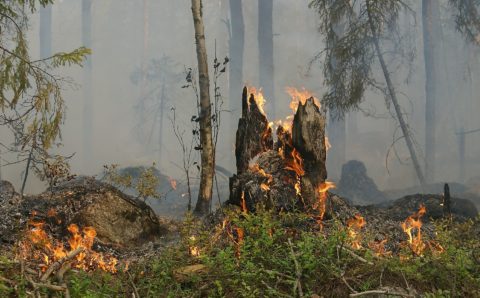 В Карелии существенно уменьшилось число лесных пожаров