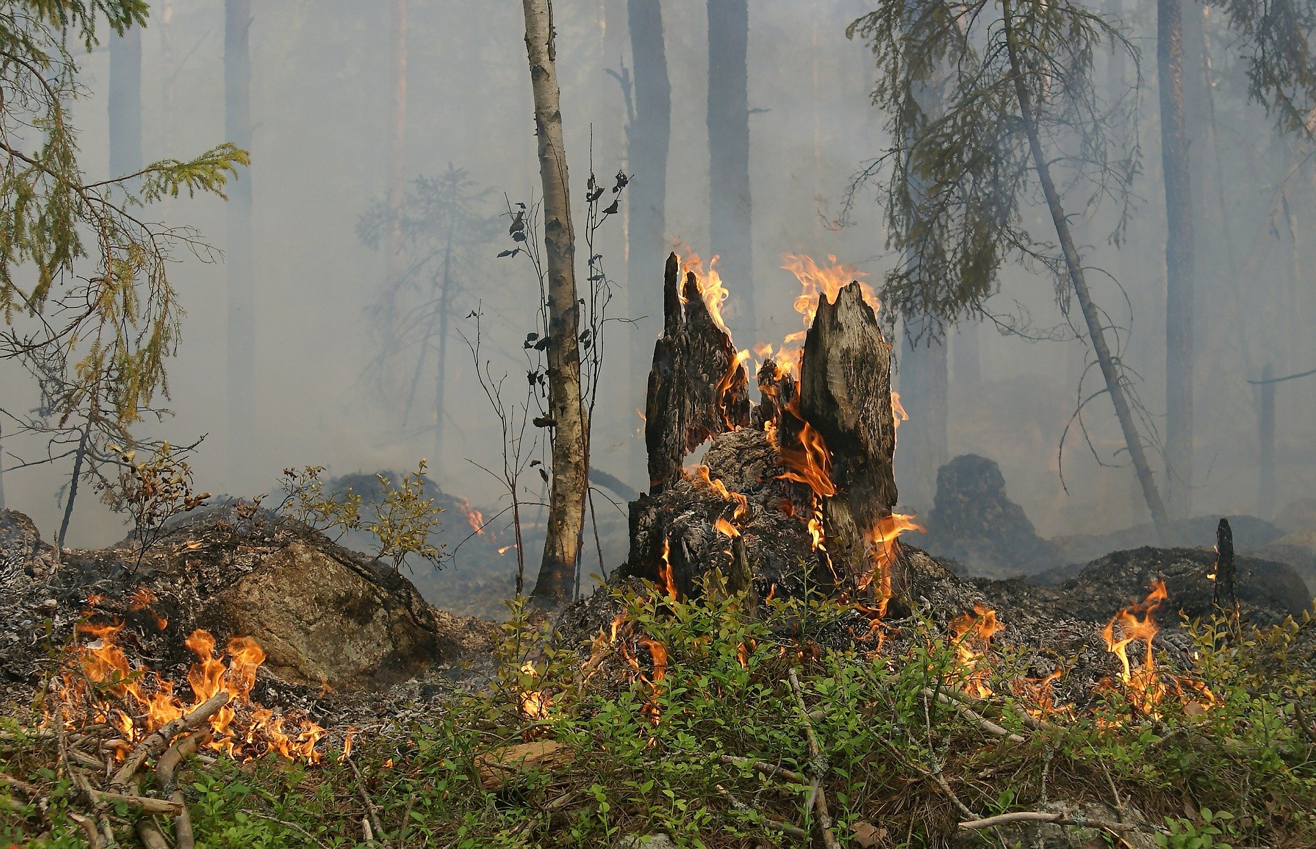 В Карелии существенно уменьшилось число лесных пожаров