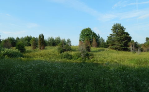 В Ярославской области жители смогут фиксировать нарушения экологии