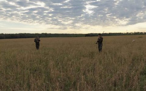 На Дону утвердили лимит на добычу животных