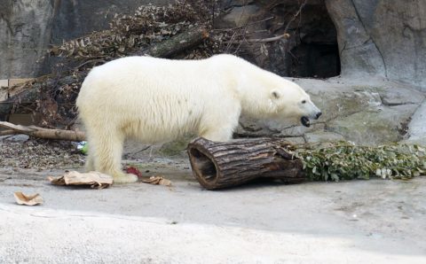 Привезенную в Московский зоопарк белую медведицу назовут Томпой
